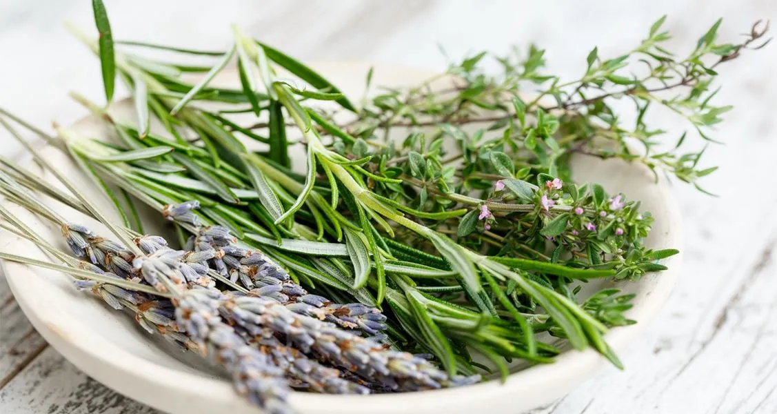 Rosemary extract for Colorectal cancer Blog of Botanical Cube Inc.